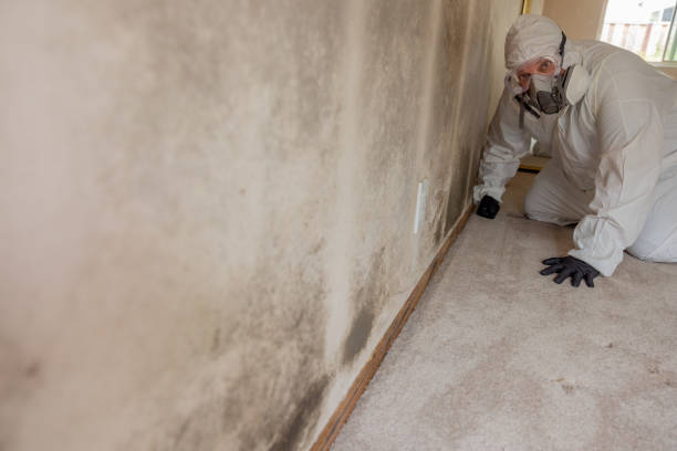 Best Environmental Consulting for Mold Prevention  in Cadiz, KY